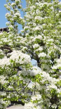 Borodyanka, Ukrayna 'da yıkılmış bir binanın dikey videosu