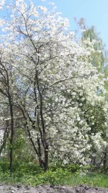 Borodyanka, Ukrayna 'da yıkılmış bir binanın dikey videosu