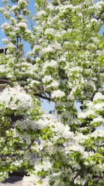 Borodyanka, Ukrayna 'da yıkılmış bir binanın dikey videosu