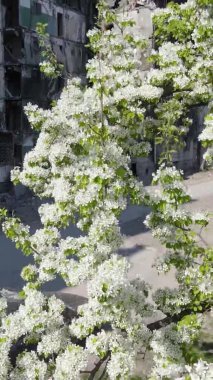 Borodyanka, Ukrayna 'da yıkılmış bir binanın dikey videosu