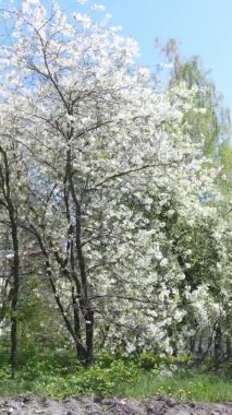 Borodyanka, Ukrayna 'da yıkılmış bir binanın dikey videosu