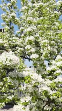 Borodyanka, Ukrayna 'da yıkılmış bir binanın dikey videosu