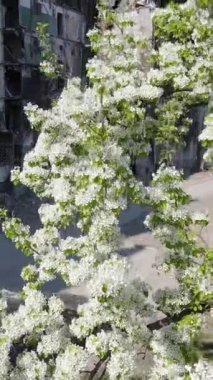 Borodyanka, Ukrayna 'da yıkılmış bir binanın dikey videosu