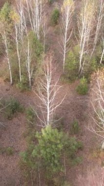 Sonbaharda orman manzarasının dikey videosu, yavaş çekim