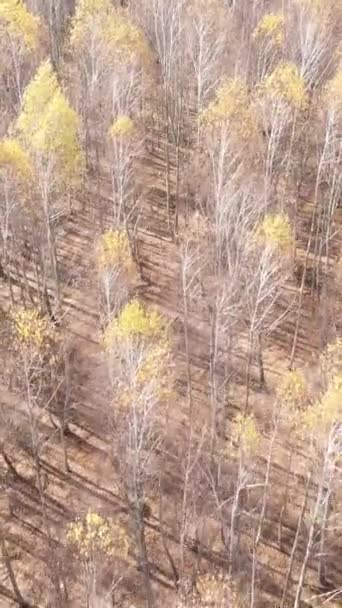 Sonbaharda orman manzarasının dikey videosu, yavaş çekim — Stok video