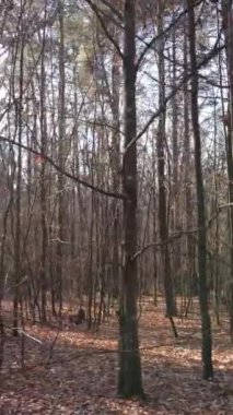 Sonbaharda orman manzarasının dikey videosu, yavaş çekim