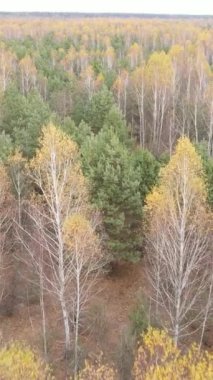 Sonbaharda orman manzarasının dikey videosu, yavaş çekim