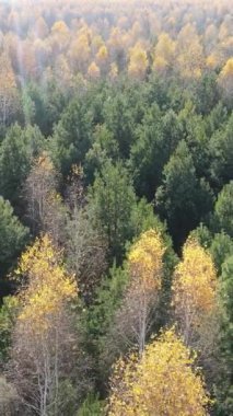 Sonbaharda orman manzarasının dikey videosu, yavaş çekim