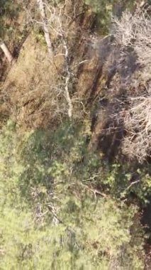 Sonbaharda orman manzarasının dikey videosu, yavaş çekim