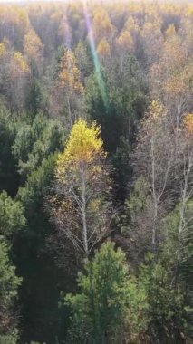 Sonbaharda orman manzarasının dikey videosu, yavaş çekim