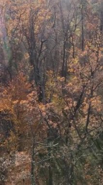 Sonbaharda orman manzarasının dikey videosu, yavaş çekim