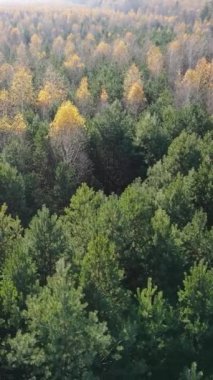 Sonbaharda orman manzarasının dikey videosu, yavaş çekim