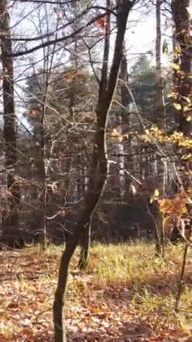 Sonbaharda orman manzarasının dikey videosu, yavaş çekim