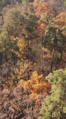 Sonbaharda orman manzarasının dikey videosu, yavaş çekim