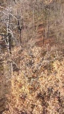 Sonbaharda orman manzarasının dikey videosu, yavaş çekim