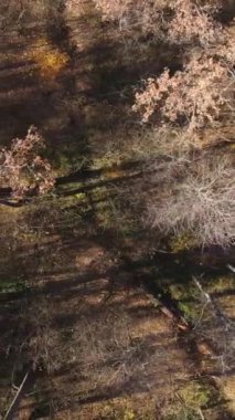 Sonbaharda orman manzarasının dikey videosu, yavaş çekim