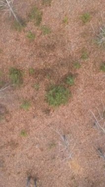 Sonbaharda orman manzarasının dikey videosu, yavaş çekim