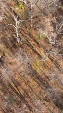 Sonbaharda orman manzarasının dikey videosu, yavaş çekim