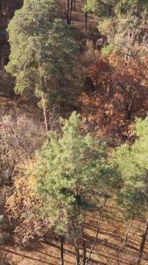 Sonbaharda orman manzarasının dikey videosu, yavaş çekim