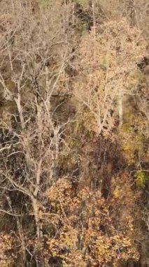 Sonbaharda orman manzarasının dikey videosu, yavaş çekim