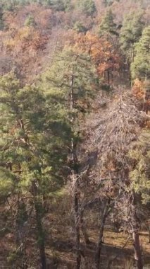 Sonbaharda orman manzarasının dikey videosu, yavaş çekim