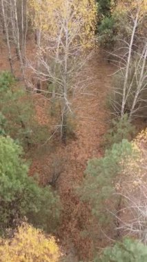 Sonbaharda orman manzarasının dikey videosu, yavaş çekim