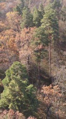 Sonbaharda orman manzarasının dikey videosu, yavaş çekim