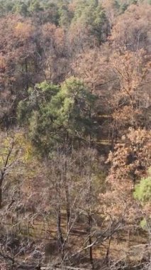 Sonbaharda orman manzarasının dikey videosu, yavaş çekim