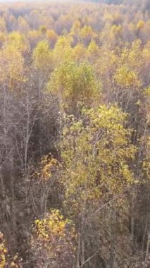 Sonbaharda orman manzarasının dikey videosu, yavaş çekim