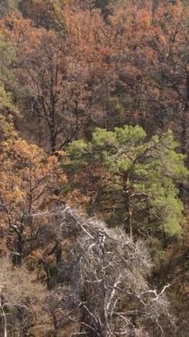 Sonbaharda orman manzarasının dikey videosu, yavaş çekim