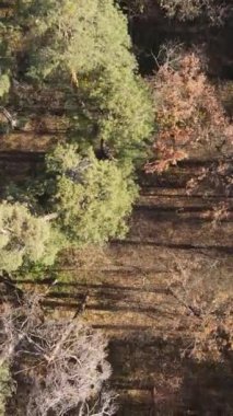 Sonbaharda orman manzarasının dikey videosu, yavaş çekim