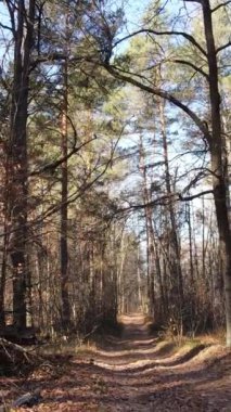 Sonbaharda orman manzarasının dikey videosu, yavaş çekim