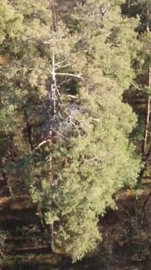 Sonbaharda orman manzarasının dikey videosu, yavaş çekim