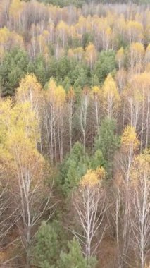 Sonbaharda orman manzarasının dikey videosu, yavaş çekim