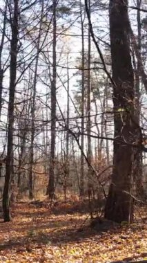 Sonbaharda orman manzarasının dikey videosu, yavaş çekim