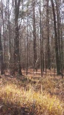 Sonbaharda orman manzarasının dikey videosu, yavaş çekim