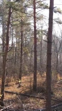 Sonbaharda orman manzarasının dikey videosu, yavaş çekim