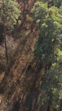 Sonbaharda orman manzarasının dikey videosu, yavaş çekim