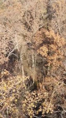 Sonbaharda orman manzarasının dikey videosu, yavaş çekim