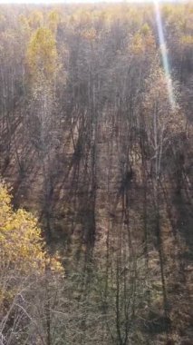 Sonbaharda orman manzarasının dikey videosu, yavaş çekim