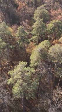 Sonbaharda orman manzarasının dikey videosu, yavaş çekim