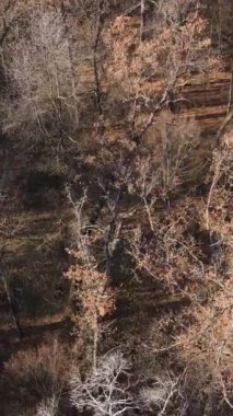 Sonbaharda orman manzarasının dikey videosu, yavaş çekim