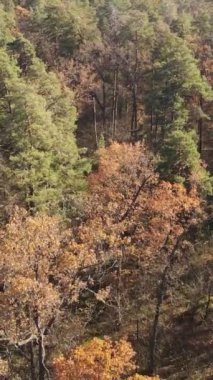 Sonbaharda orman manzarasının dikey videosu, yavaş çekim