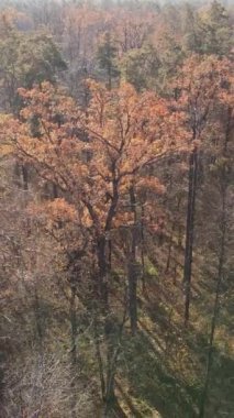 Sonbaharda orman manzarasının dikey videosu, yavaş çekim