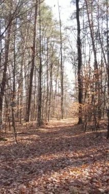 Sonbaharda orman manzarasının dikey videosu, yavaş çekim