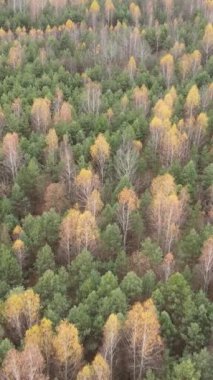 Sonbaharda orman manzarasının dikey videosu, yavaş çekim