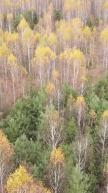 Sonbaharda orman manzarasının dikey videosu, yavaş çekim