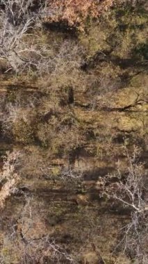 Sonbaharda orman manzarasının dikey videosu, yavaş çekim