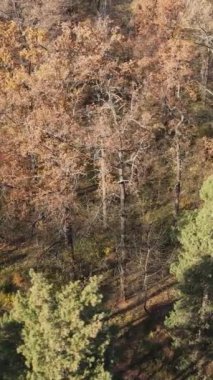 Sonbaharda orman manzarasının dikey videosu, yavaş çekim