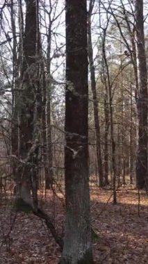 Sonbaharda orman manzarasının dikey videosu, yavaş çekim